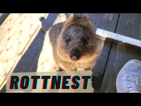 World's happiest animals? | ROTTNEST ISLAND, PERTH (EP 3)