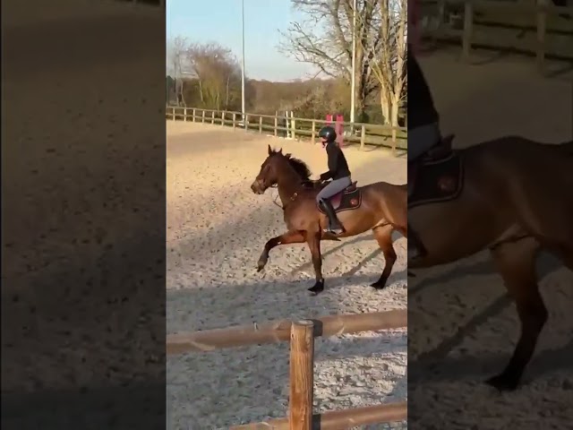 Hongre&ndash; SF 6ans