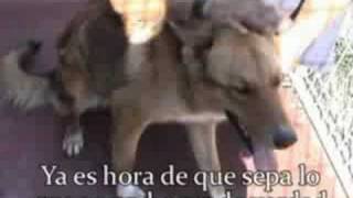 Chapi, cruce de collie y podenco