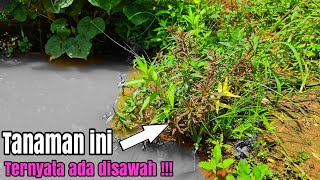#319 Nyari tanaman Aquascape disawah