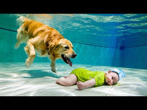 50 Hero Animals That Saved Human Lives 💕 I Best of 2024!