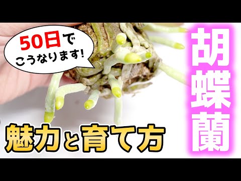 重曹を使って蘭に再び花を咲かせる方法は？すべきこととしてはいけないこと  庭園