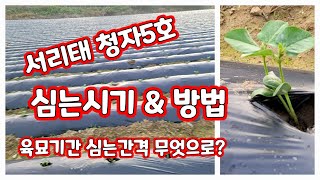 서리태 청자5호 심는방법 시기 간격 등 상세 [서리태재배방법]