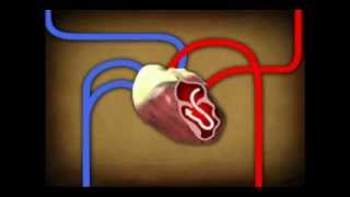 The Circulatory System