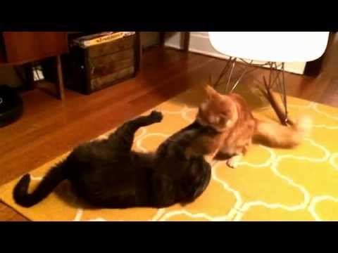 Slow motion cat fight