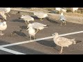 The Sound Of Seagulls Ring Billed And Herring Gulls Screeching Spectacle