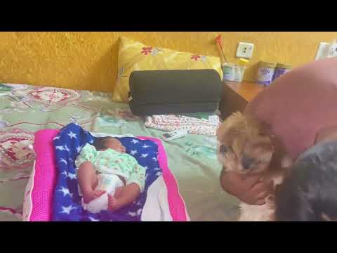 😍 Our ShihTzu Finally Met Our New Born Baby! Pavi's Pawdcast
