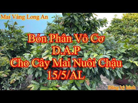Chăm Sóc Mai Vàng, Bón Phân Vô Cơ ( Phân DAP ) cho cây mai nuôi chậu ngày 15 tháng 6, 2022