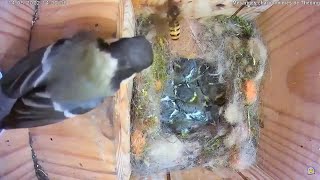 Greattit vs hornet