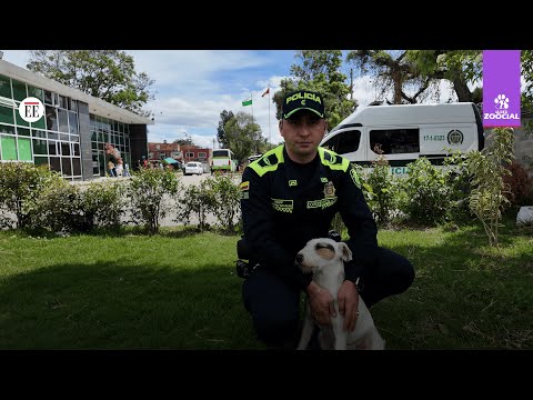 Stray dogs from Bogotá find refuge at the Kennedy police station.