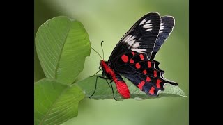 Download lagu Poisonous Butterfly | FacTime #Shorts #YouTube #YouTubeShorts #Facts #FacTime #amazingfacts #insects mp3 Download lagu Poisonous Butterfly | FacTime #Shorts #YouTube #YouTubeShorts #Facts #FacTime #amazingfacts #insects mp3