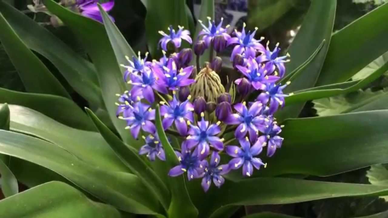 Scilla Caribbean Jewel "Saphire Blue"
