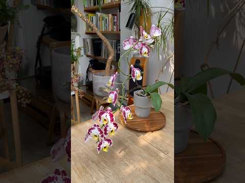 How to grow amazing Orchids at home! #orchid #houseplants #indoorplants #plants