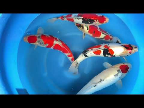 SPR-18 Hiroi 2Sai Male D Showa 1 x / 4 x Female →  D Showa, Goshiki, D T-Showa 45-49 cm