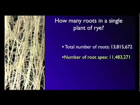 Stefano Mancuso: The roots of plant intelligence