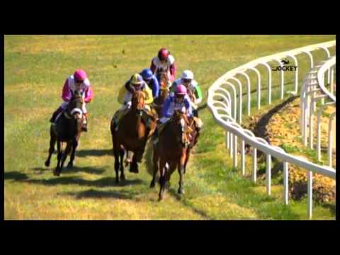 1 Carrera, premio RTVE, 28 de febrero 2016 - Gran Hipódromo de Andalucía (Dos Hermanas)