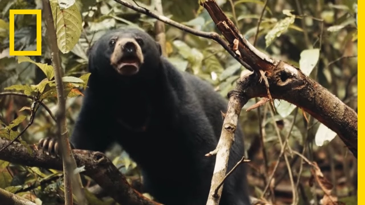 See Why This Little Sun Bear's World Is a Scary Place | Short Film Showcase thumbnail