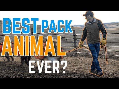 The Greatest Pack Animal of All Time