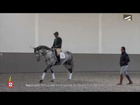 20/10/12 1 Marquez da Caniceira - Projecto para Cavalos Lusitanos Jovens no Ensino