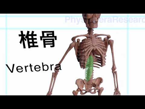 【解剖学】人の骨格