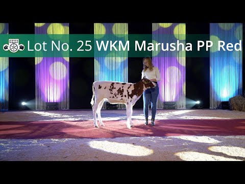 Kat Nr. 25 WKM Marusha PP Red