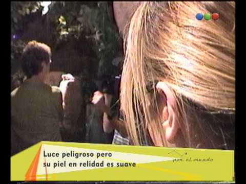 Bélgica "Iguana", Mundo Zoo - Por El Mundo