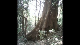 preview picture of video 'Lost in the jungle - trekking down Karnala fort'