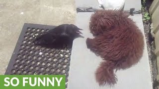 Nevermore the Raven and his dog best friend