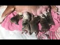 Whelping Newborn Puppies #bulldog #puppies #youtubeshorts #mini #bulldogs #shortvideo #throwback