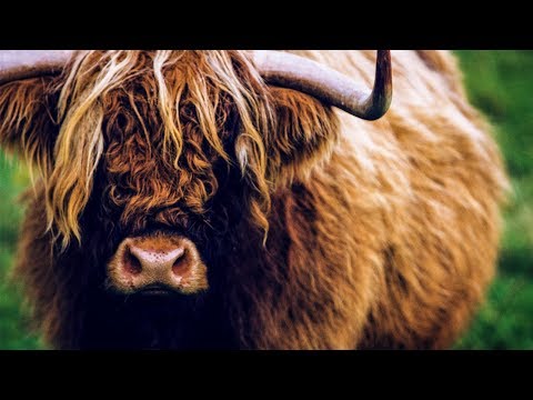 The Beauty of Scotland in Stunning 8K