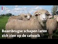 Het is Amsterdam Fashion Week, óók voor deze schapen | RTV Utrecht