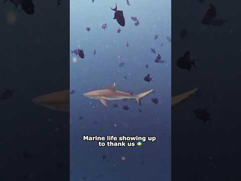 Play Video Youtube Video