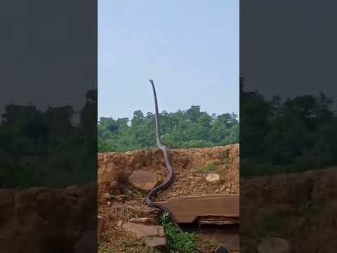 Big king cobra