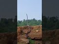 Big King Cobra