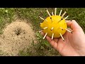 Put This On An Anthill And The Ants Will Disappear From Your Garden