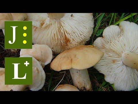 Đurđevka - Calocybe gambosa
