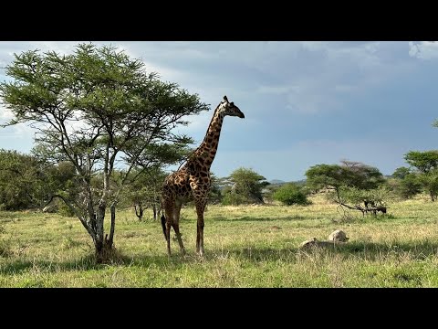 An Art Safari in Tanzania!