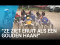 De Schoonheid van de Sport: "Zie ziet eruit als een gouden haan"