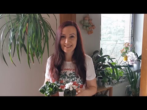 Evergarden Fokföldi ibolya (Saintpaulia ionantha) gondozása, szaporítása