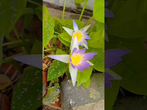 most beautiful Lotus flower