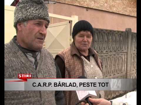 carp barlad peste tot