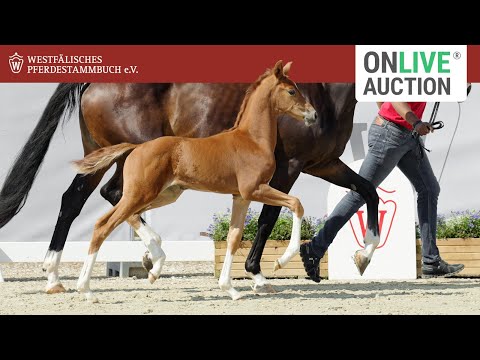 Fohlen-Auktion - OnLive Fohlen-Auktion 24. September 2022