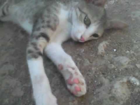 Cat. Cat Myaw,Myaw.avi