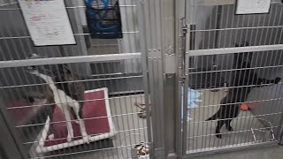 Pet fostering and adoptions available through the holiday season