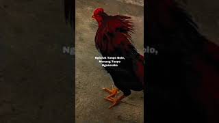 Download lagu Story Wa Kata-kata PSHT Terbaru 2023 mp3