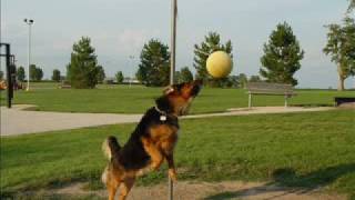 preview picture of video 'Recon our dog playing tetherball. Tribute'