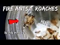 FIRE ANTS vs. COCKROACHES | Is this ethical? FIRE ANTS vs. COCKROACHES | Is this ethical?