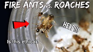 FIRE ANTS vs. COCKROACHES | Is this ethical?