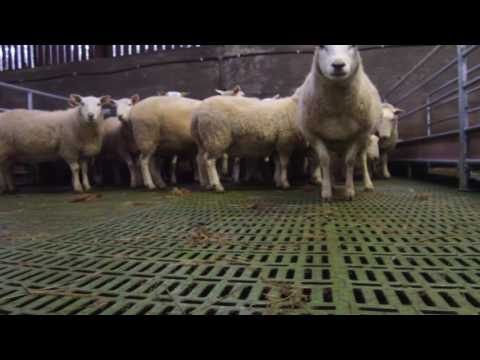 Buildings: plastic sheep slats in Kerry