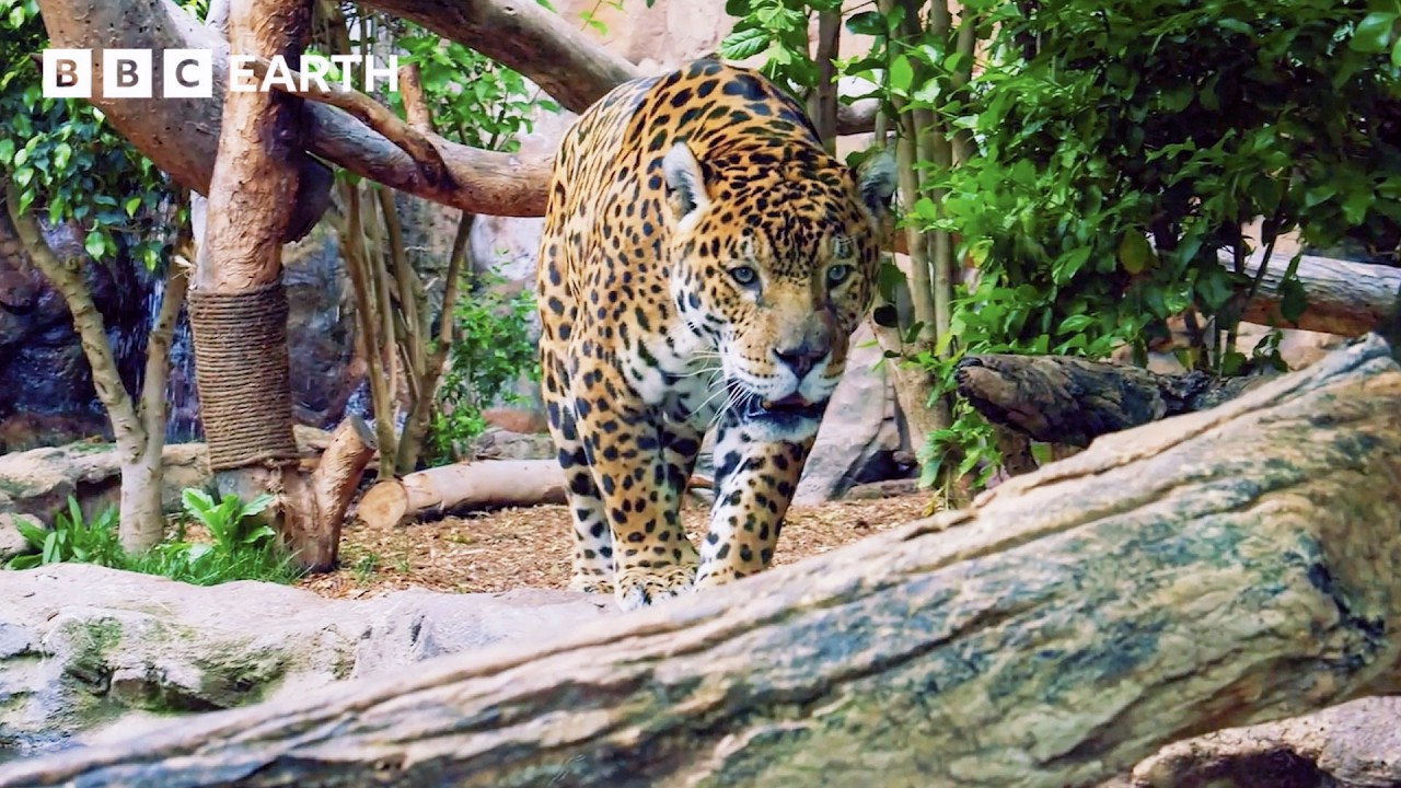 The 'Warriors' Fighting to Defend The Amazon | Guardians | BBC Earth